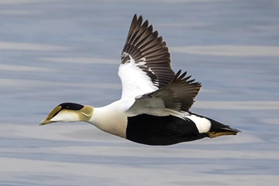 eider-a-duvet-common-eider