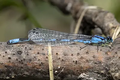 enallagma-carunculatum-agrion-des-scirpes