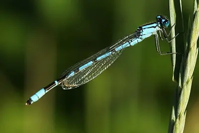 enallagma-cyathigerum-agrion-porte-coupe