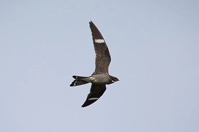 engoulevent-d-amerique-common-nighthawk