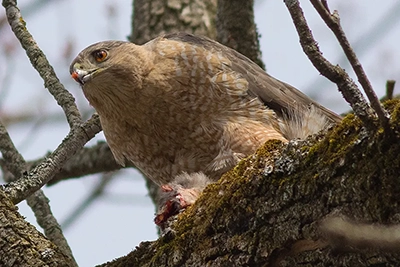 epervier-de-cooper-Cooper-s-hawk