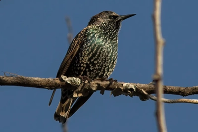 etourneau-sansonnet-European-starling