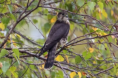 faucon-emerillon-merlin