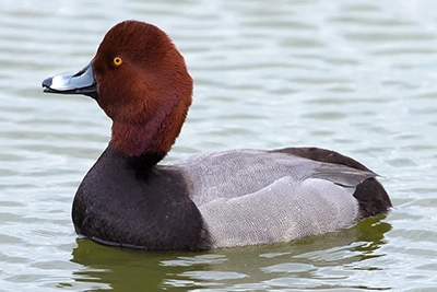 fuligule-a-tete-rouge-redhead
