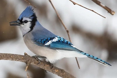 geai-bleu-blue-jay