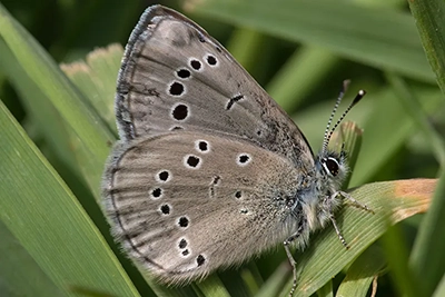 glaucopsyche-lygdamus-bleu-argente