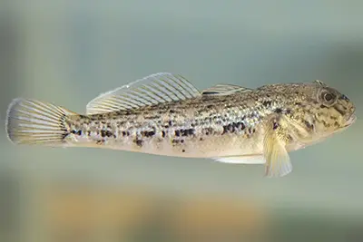 gobie-a-taches-noires-round-goby