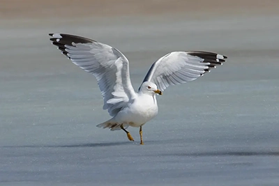goeland-a-bec-cercle-ring-billed-gull