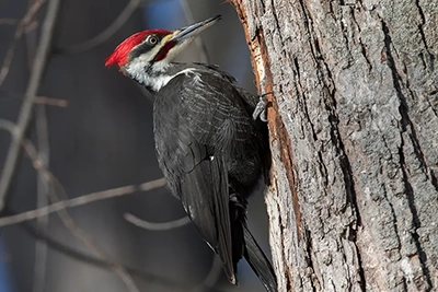 grand-pic-pileated-woodpecker