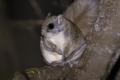 grand-polatouche-northern-flying-squirrel