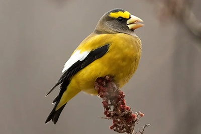 gros-bec-errant-evening-grosbeak