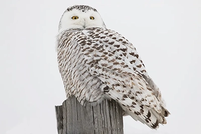 harfang-des-neiges-snowy-owl