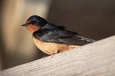 hirondelle-rustique-barn-swallow
