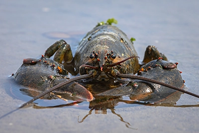 homard-d-amerique-american-lobster