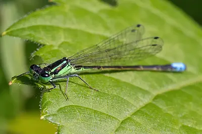 ischnura-verticalis-agrion-vertical