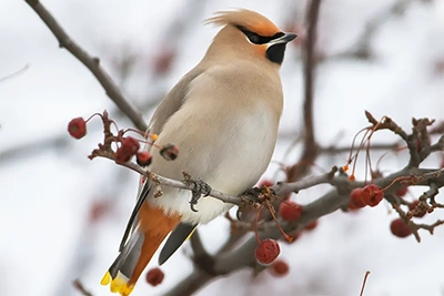 jaseur-boreal-bohemian-waxwing