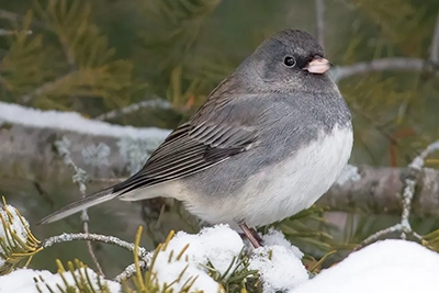 junco-ardoise-dark-eyed-junco