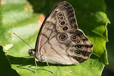 lethe-anthedon-satyre-perle