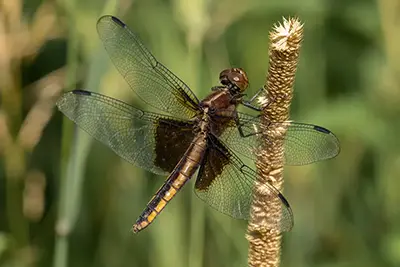 libellula-luctuosa-libellule-melancolique