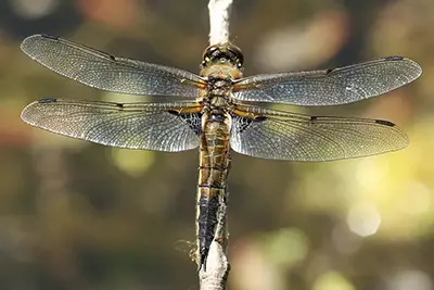 libellula-quadrimaculata-libellule-a-quatre-taches