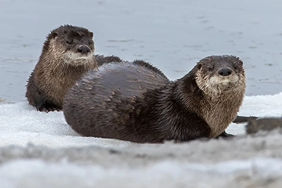 loutre-de-riviere-Northern-river-otter