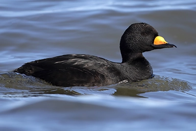 macreuse-a-bec-jaune-black-scoter