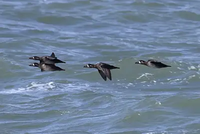 macreuse-a-front-blanc-surf-scoter