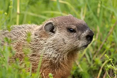 marmotte-commune-woodchuck