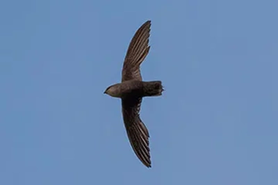martinet-ramoneur-chimney-swift