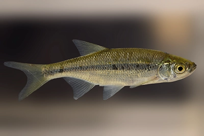 mene-jaune-golden-shiner