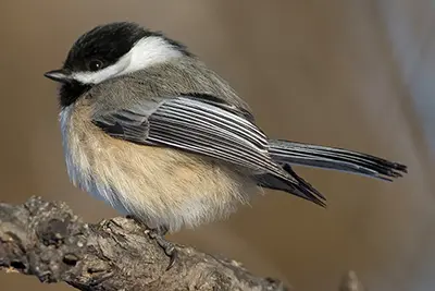 mesange-a-tete-noire-black-capped-chickadee