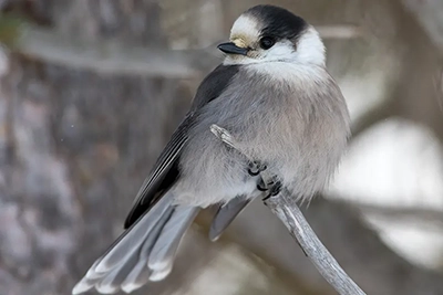 mesangeai-du-canada-gray-jay