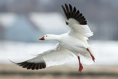 oie-des-neiges-oie-blanche-snow-goose