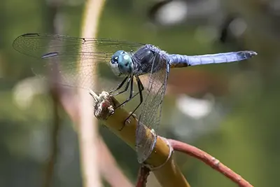 pachydiplax-longipennis-pachydiplax-bleu