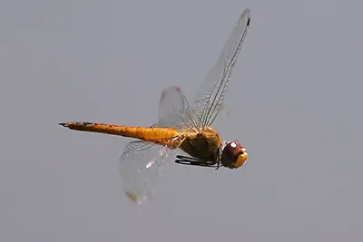 pantala-flavescens-pantale-flavescente