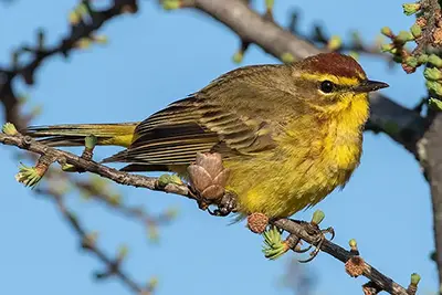 paruline-a-couronne-rousse-palm-warbler