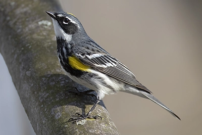 paruline-a-croupion-jaune-yellow-rumped-warbler