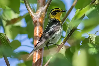 paruline-a-gorge-orangee-blackburnian-warbler
