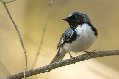 paruline-bleue-black-throated-blue-warbler