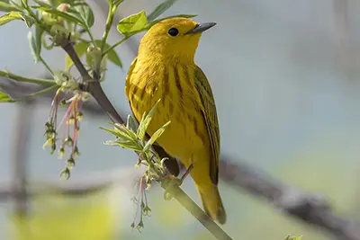paruline-jaune-yellow-warbler