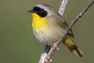 paruline-masquee-common-yellowthroat