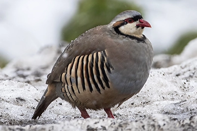 perdrix-choukar-chukar-partridge