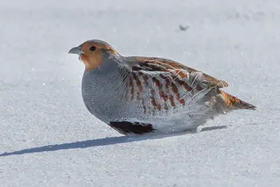 perdrix-grise-gray-partridge