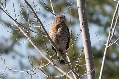 petite-buse-broad-winged-hawk