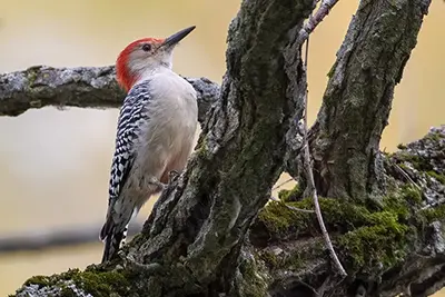 pic-a-ventre-roux-red-bellied-woodpecker