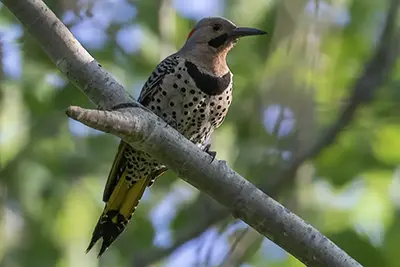 pic-flamboyant-Northern-flicker