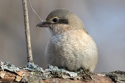 pie-grieche-boreale-Northern-shrike