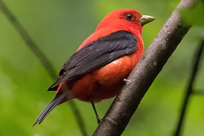piranga-ecarlate-scarlet-tanager