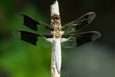 plathemis-lydia-libellule-lydienne