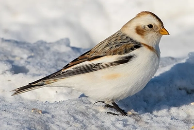 plectrophane-des-neiges-Snow-bunting